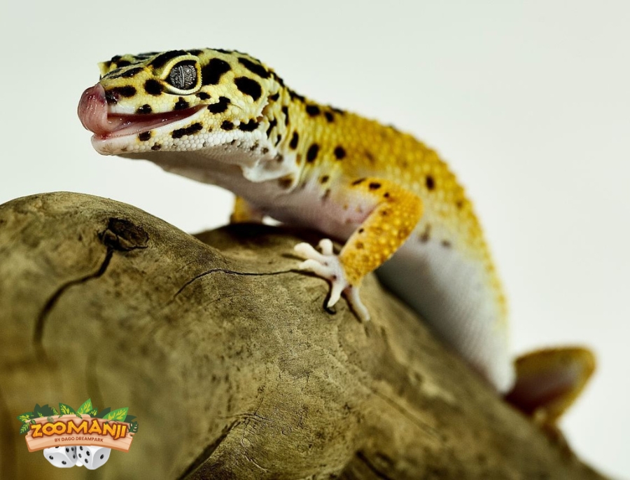 Fakta Unik Gecko